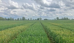 Kingsclere Monitor Farm: Designing effective on-farm trials 